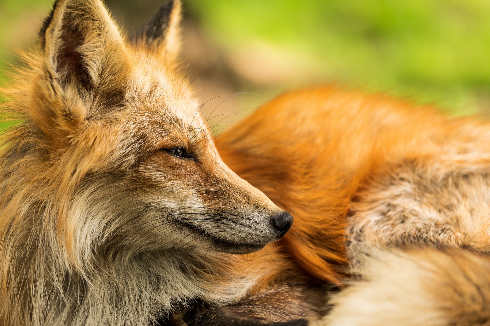 狐は神の使い 狐の持つスピリチュアルな意味とは フクスピ 幸福の使者達