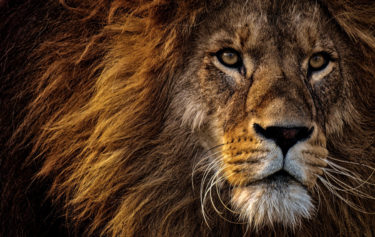 ライオンとスピリチュアル 強さ・平和・自由 その驚異のパワーを説明いたします。