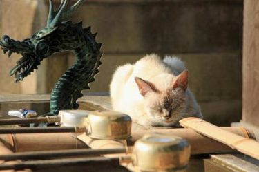 神社にいる猫のスピリチュアルな5つの意味