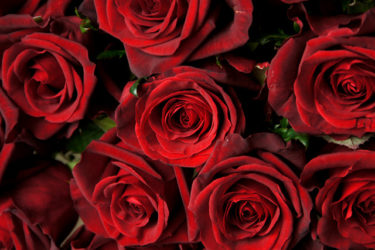 薔薇の色事の花言葉と5つのスピリチュアルな力